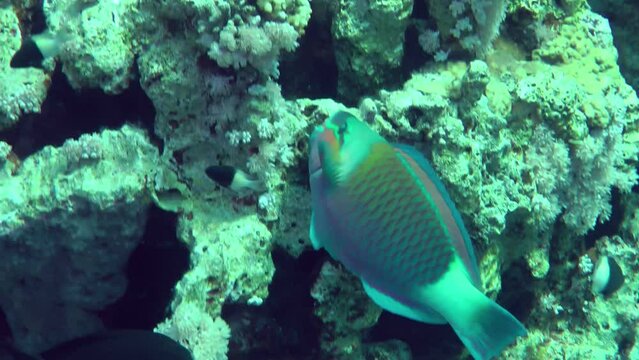 A brightly colored male Heavybeak parrotfish (Chlorurus gibbus) bites hard corals with its powerful teeth in search of food, close-up