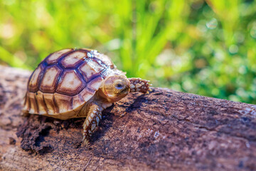 Close up of Sulcata tortoise or African spurred tortoise classified as a large tortoise in nature, Beautiful baby African spur tortoises on large log