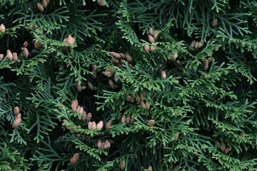 Texture green spruce thuja 