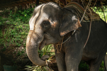 A large domestic elephant in a tropical park for tourists eats sweet cane.