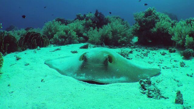 Huge Cowtail stingray (Pastinachus sephen) lies on a sandy bottom among coral thickets, front view, close-up.