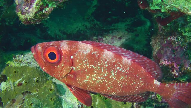 During the day, the Moontail bullseye (Priacanthus hamrur) hides in the shade of the coral reef and does not stray far from hiding places.