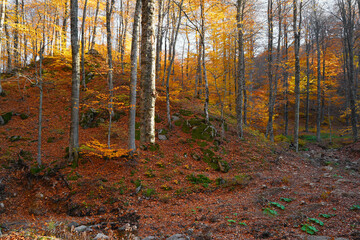 Autumn in the forest