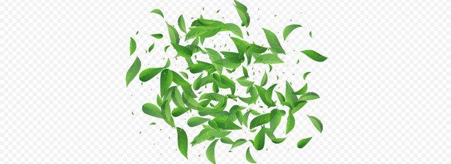 Mint Foliage Tree Vector Panoramic Transparent