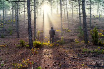 Morning, walking in the foggy forest at sunrise