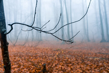 Foggy forest landscape - 553220706