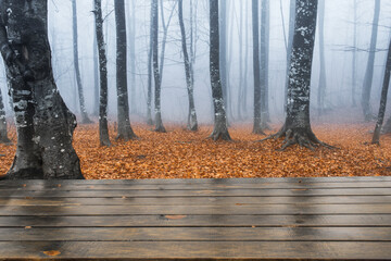 Foggy forest landscape - 553220778