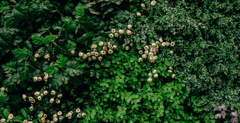 Group background of dark green tropical leaves ( monstera, palm, coconut leaf, fern, palm leaf,bananaleaf) Panorama background. concept of natu © eakarat
