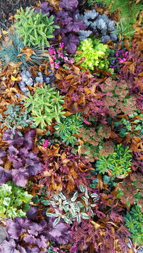 buntes Beet mit Blattschmuck Stauden im Herbst
mit Heuchera, Erica, Sedum, Festuca und Cyclamen hederifolium