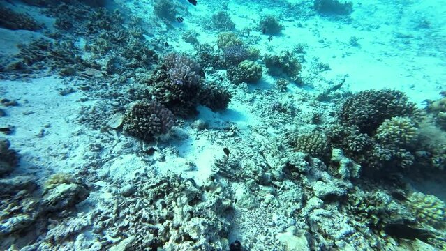 Camera glides over sandy bottom with many coral blocks and coral fish copy space