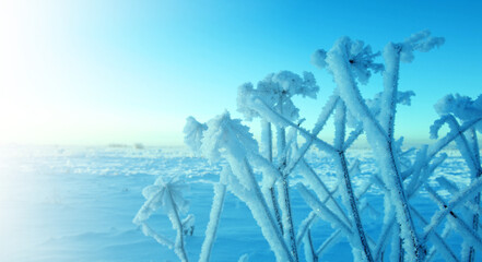 Winter landscape.Frozenned flower