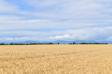 A wheat field in summer, Montmagny, Québec, Canada