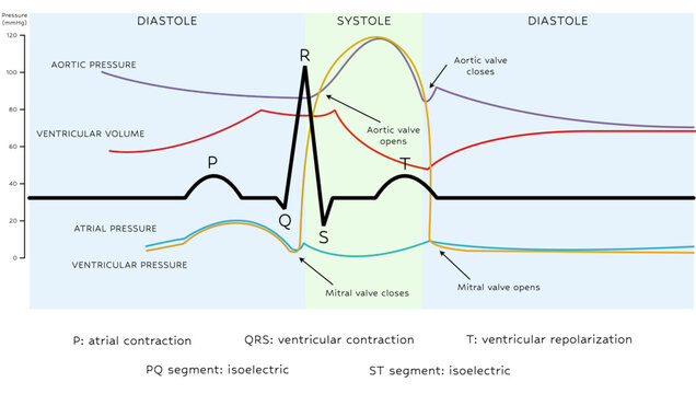 Wiggers diagram - The Cardiac Phases