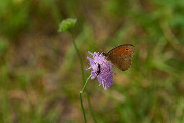 Großes Ochsenauge (Maniola jurtina)    © Karin Jähne