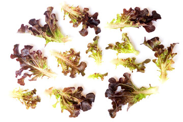 Red oak leaves lettuce isolated on white background.