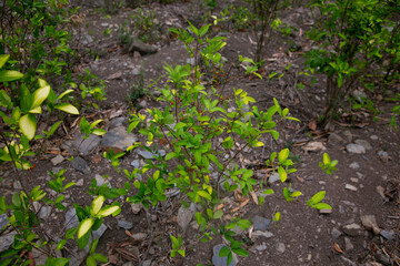 Organic plantation of coca plants in the Peruvian jungle. Farmer collecting coca leaves. 