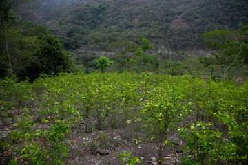Fototapeta premium Organic plantation of coca plants in the Peruvian jungle. Farmer collecting coca leaves. 