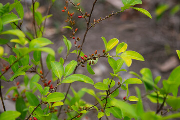 Organic plantation of coca plants in the Peruvian jungle. Farmer collecting coca leaves. 