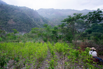 Fototapeta na wymiar Organic plantation of coca plants in the Peruvian jungle. Farmer collecting coca leaves. 