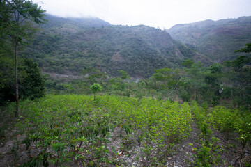Fototapeta na wymiar Organic plantation of coca plants in the Peruvian jungle. Farmer collecting coca leaves. 