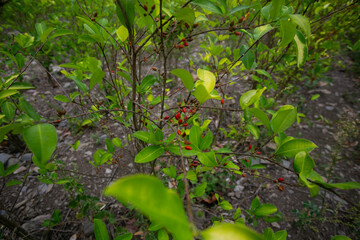 Organic plantation of coca plants in the Peruvian jungle. Farmer collecting coca leaves. 
