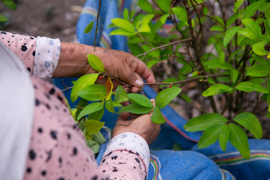 Organic plantation of coca plants in the Peruvian jungle. Farmer collecting coca leaves. 