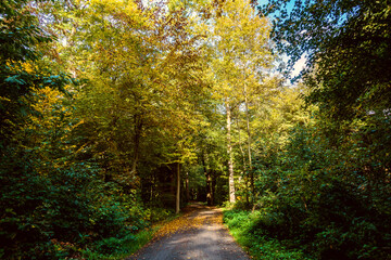 Wald in Hannover Seelhorst