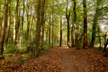 Obraz premium Wald in Hannover Seelhorst