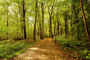 Wald in Hannover Seelhorst