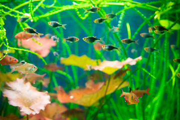 A green beautiful planted tropical freshwater aquarium with fishes