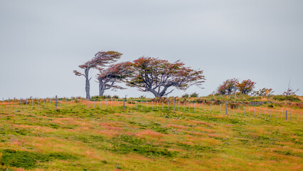 Panoramic view over flag trees or wind bent Lenga trees at Beagle Channel in Tierra del Fuego...