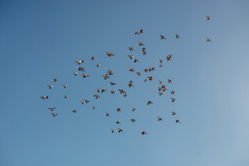 A flock of doves against the blue sky. Birds in nature in the sky