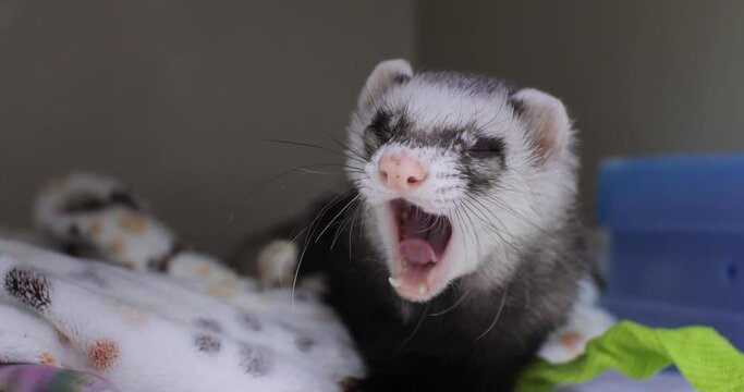 In the inpatient veterinary clinic, the domestic ferret is being treated. A cute ferret looks at the camera funny licking and yawning. The pet ferret feels much better after treatment.