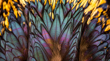 Rooster feathers. Bright dark Indian rooster (Seval Erkul) feathers close up view.