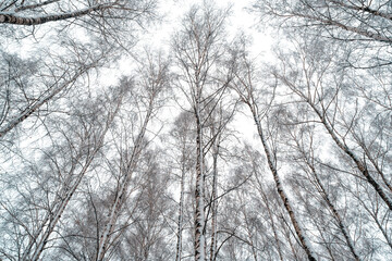 Fototapeta na wymiar The tops of birches covered with hoarfrost