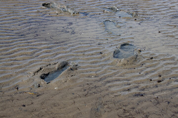Footprints in the mud of the wadden sea at low tide
