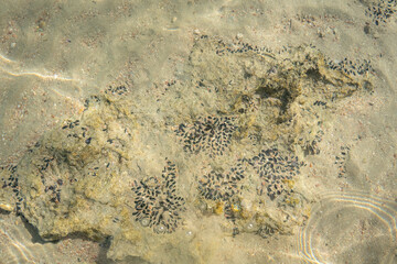 sandy bottom of the red sea at low tide with ripples from the waves