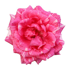 Pink rose flower isolated on transparent background