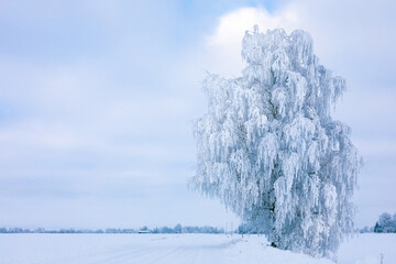 Snowy road. Snow covered and frosted tree on the roadside on a cold winter day