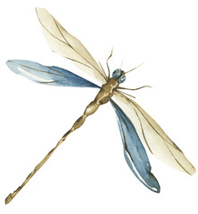 Watercolor dragonfly clipart. Tender nature png illustration.