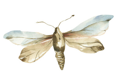 Watercolor moth clipart. Tender nature png illustration.