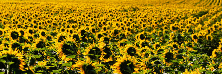Panoramic photo of sunflowers in a large field in the morning. - 553228785