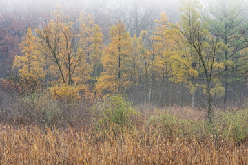 Autumn landscape of tamarack forest and bog in fog, Michigan, USA
