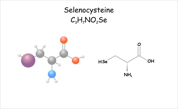 Selenocystein bilder Bläddra bland 74 stockfoton, vektorer och videor