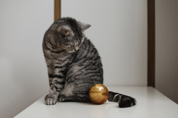 Cute tabby Scottish straight cat playing with a golden Christmas ball at home