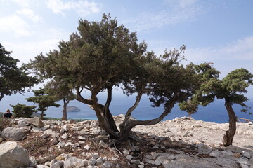 Baum auf dem Monolithos auf Rhodos