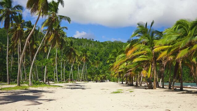 Walking on the white sands of a palm-fringed Caribbean beach on a sunny summer day. Bright palm trees in the sun. The mountainous Samana Peninsula. Wildlife of the Dominican Republic.