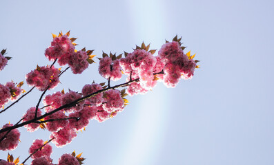 Beautiful pink sakura blossom branch in sunny day on blue sky