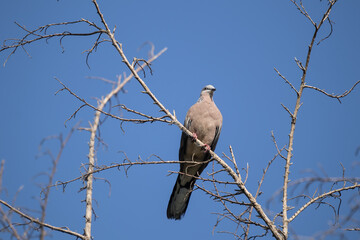 Brown Pigeon sitting on tree