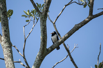 Asian pied starling  Bird on Tree